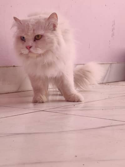 Persian Cats