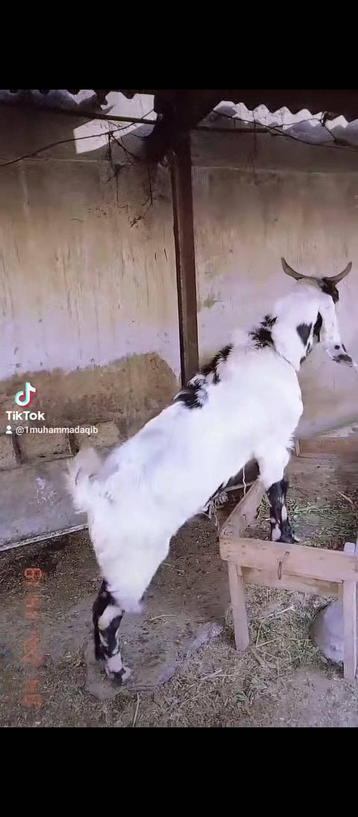 bakra 1