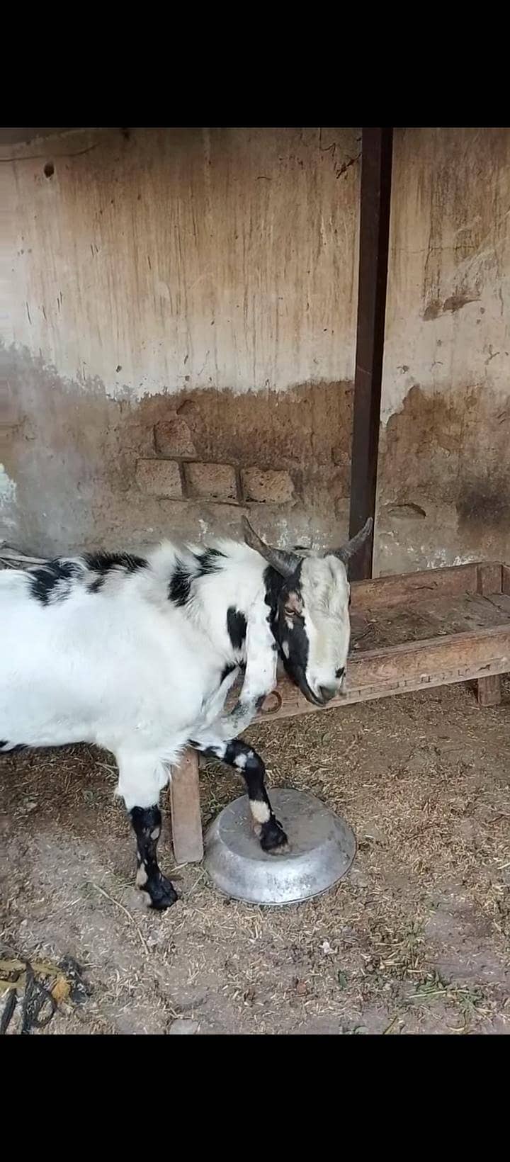 bakra 2
