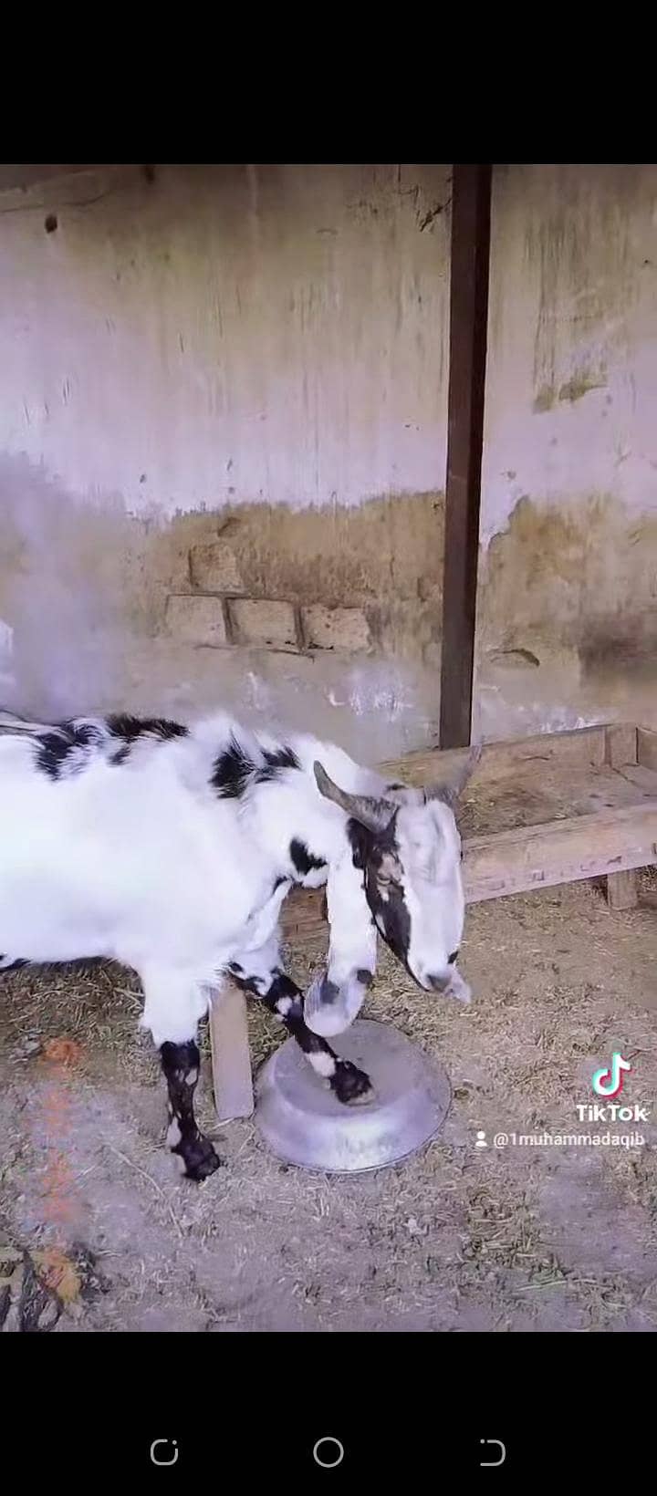 bakra 3