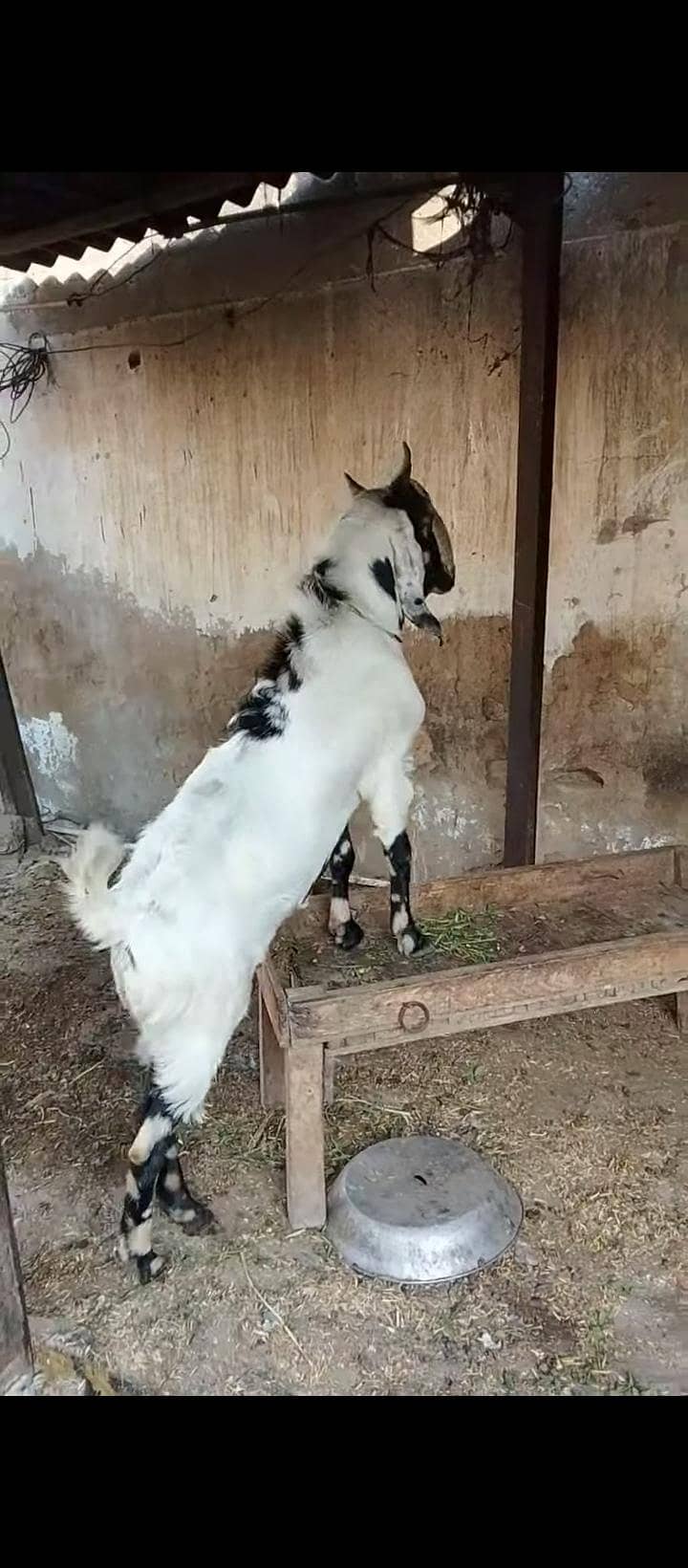 bakra 4