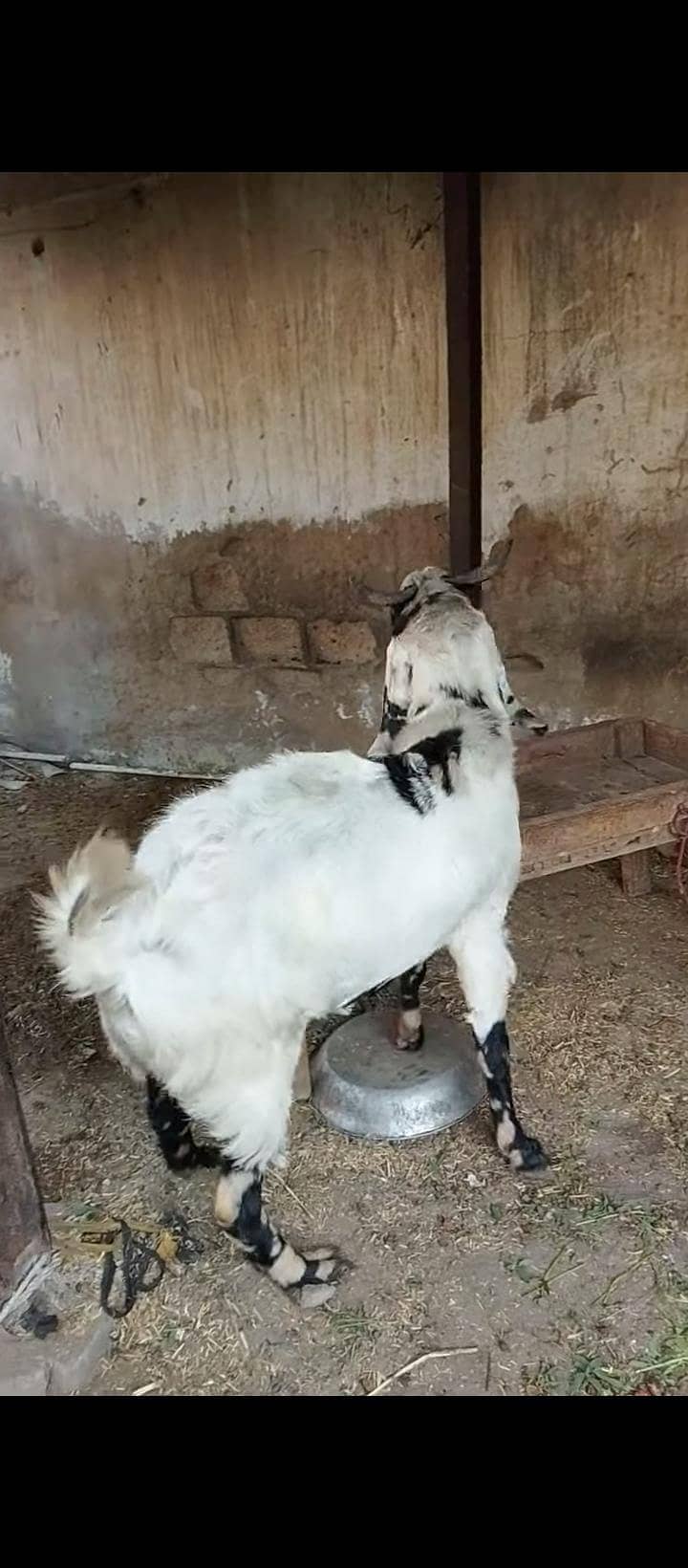 bakra 5
