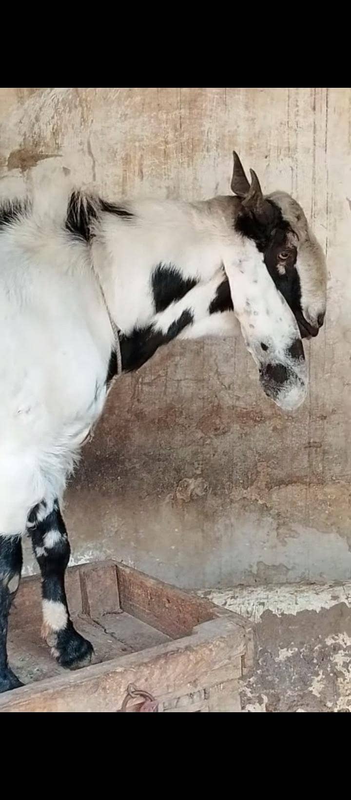 bakra 6