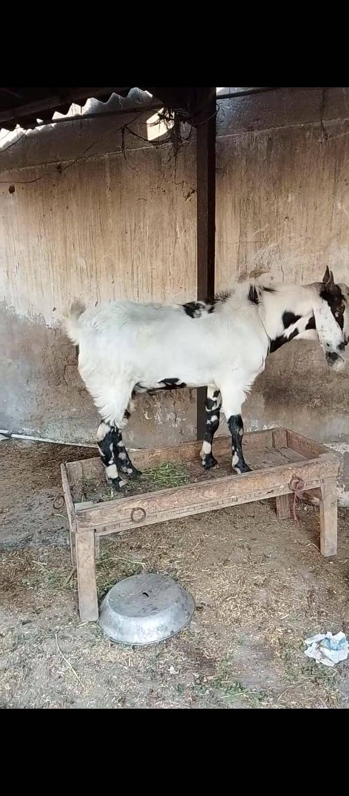 bakra 7