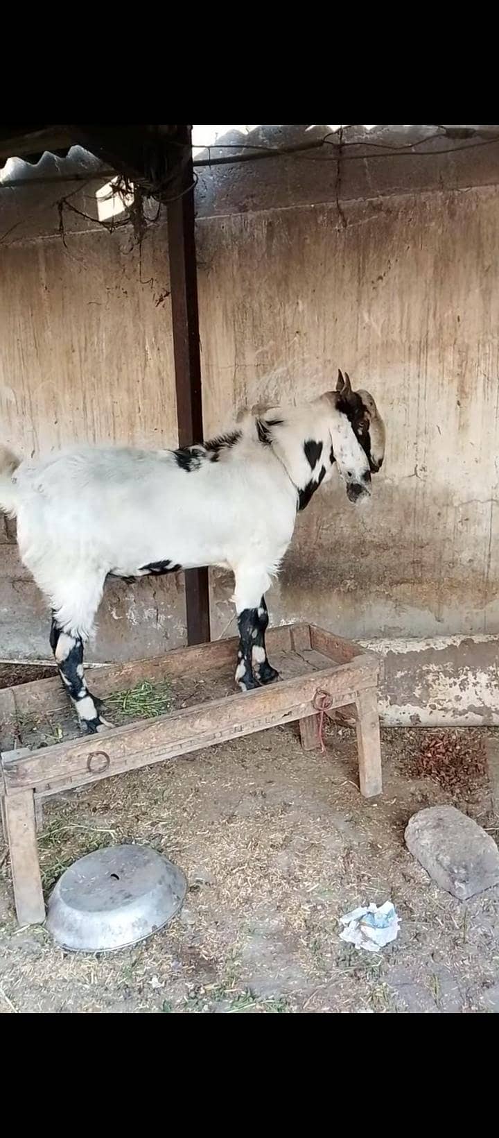bakra 8