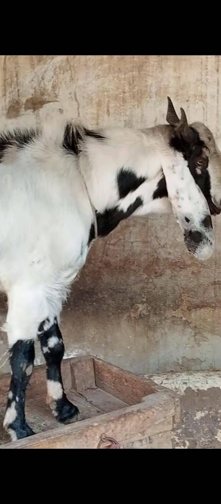 bakra 9