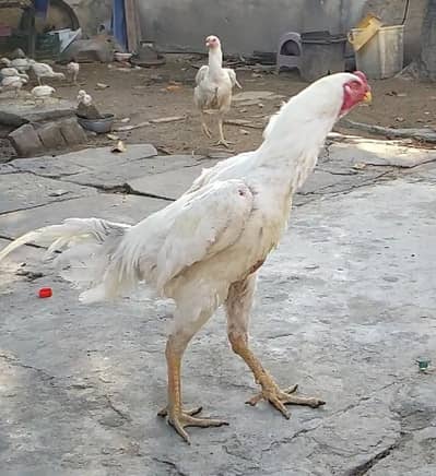 Aseel Shampoo pair for sale