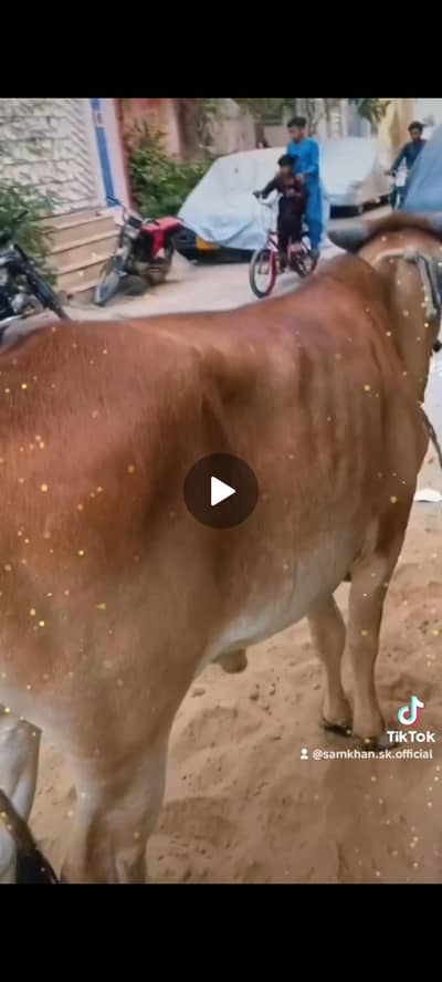 Khoobsurat bachiya for sale