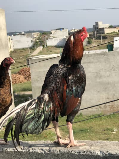 Miawali aseel whatsapp for details