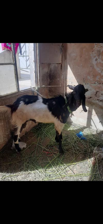2 Daant Andoo Bakra