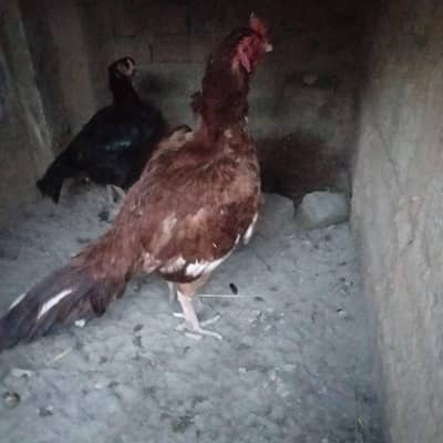 heavy bloodline aseel chicks available for sale