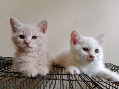 Persian Male and female kitten's