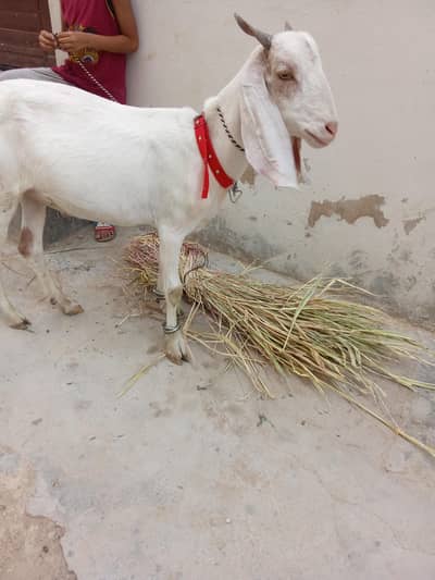goats for sale ghr k bakry