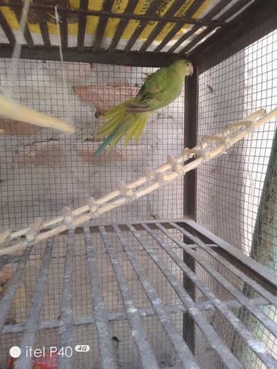 Ringneck Female Parrot For Sale | Breeder Female