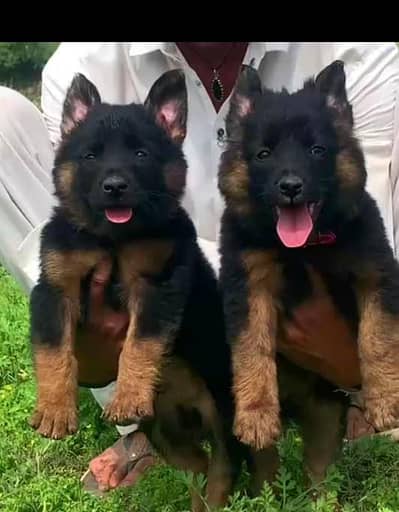 German Shepherd long coat piar available for sale