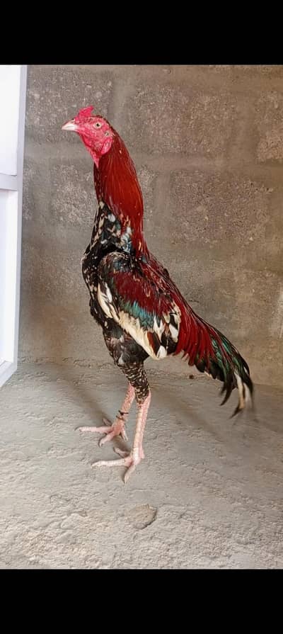 Sindhi aseel murgha