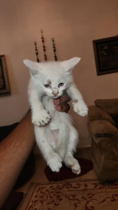 Persian Cats For Sale 40 Days