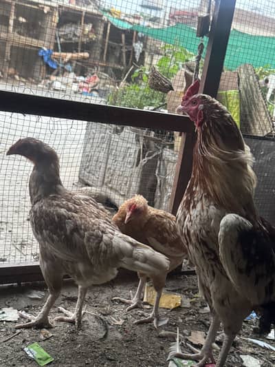 Aseel mix breed murgi
