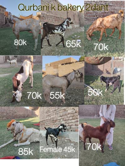 qurbani ka Bakra