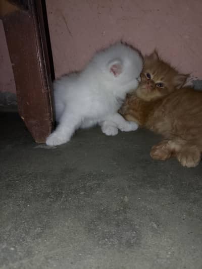 Quality Kittens for Sale