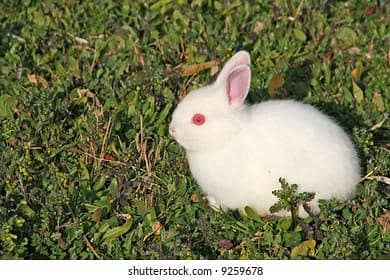 Red eye pure white rabbits