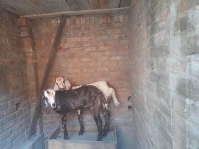 desi jora for sale
