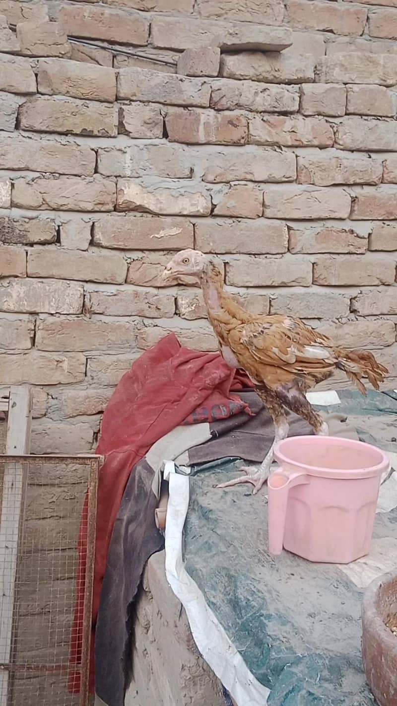 Aseel long height  patha 0