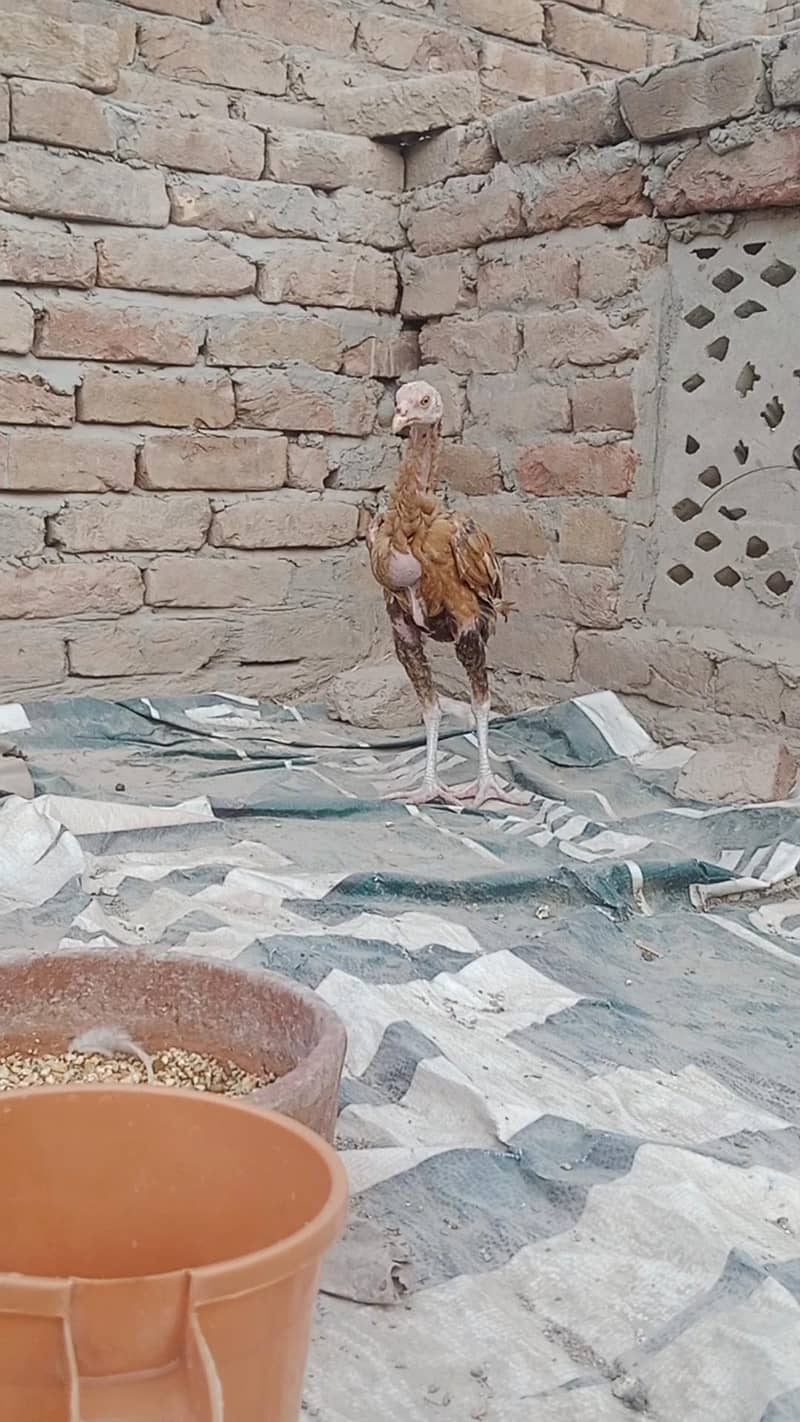 Aseel long height  patha 1