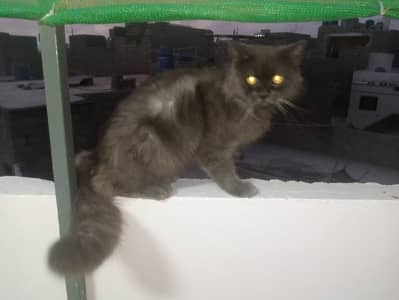 Persian cat trippel cote