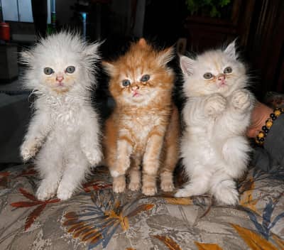 Male Female Bhtttt Persian cats Available