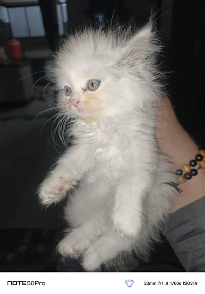 Male Female Both Persian cats Available
