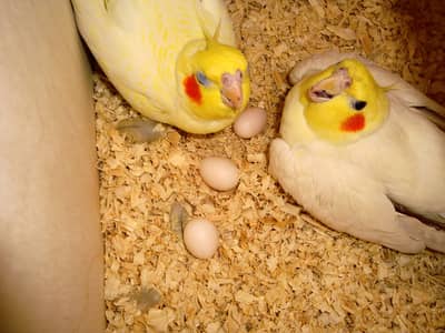common white red eye cockatiel