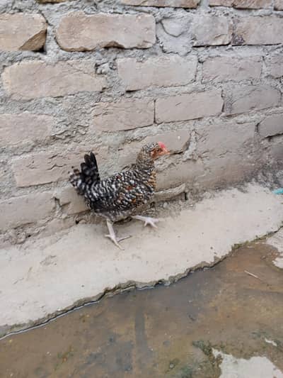 chicks
