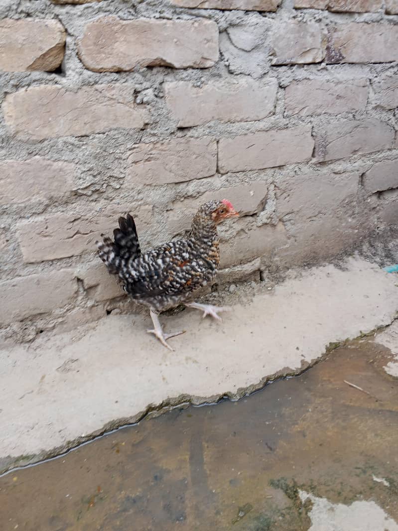 chicks 0