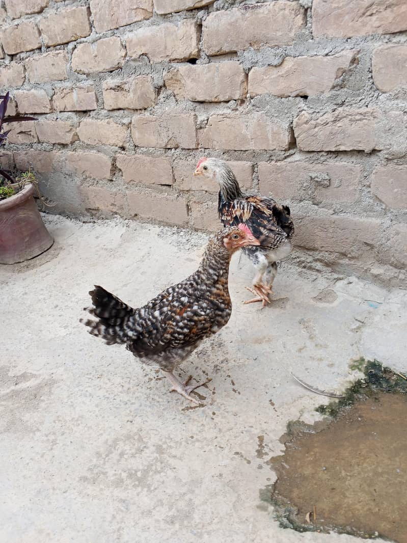 chicks 1