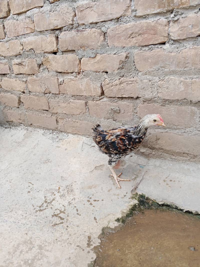 chicks 2