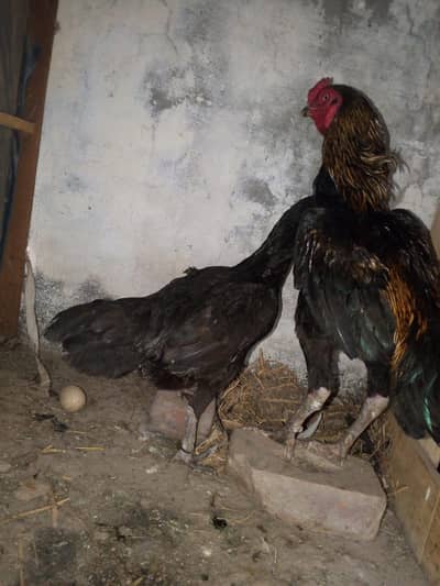 watnam pair available