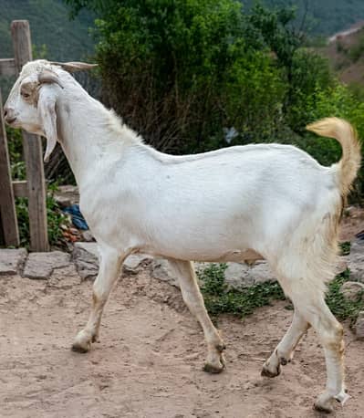 Goats | Bkra | White Goat | Qurbani ka Bkra | Goats For Sale