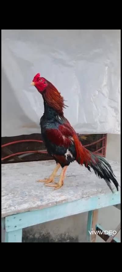 quality aseel for sale