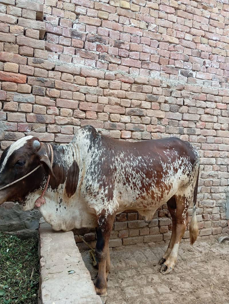 اچھا بیل 1