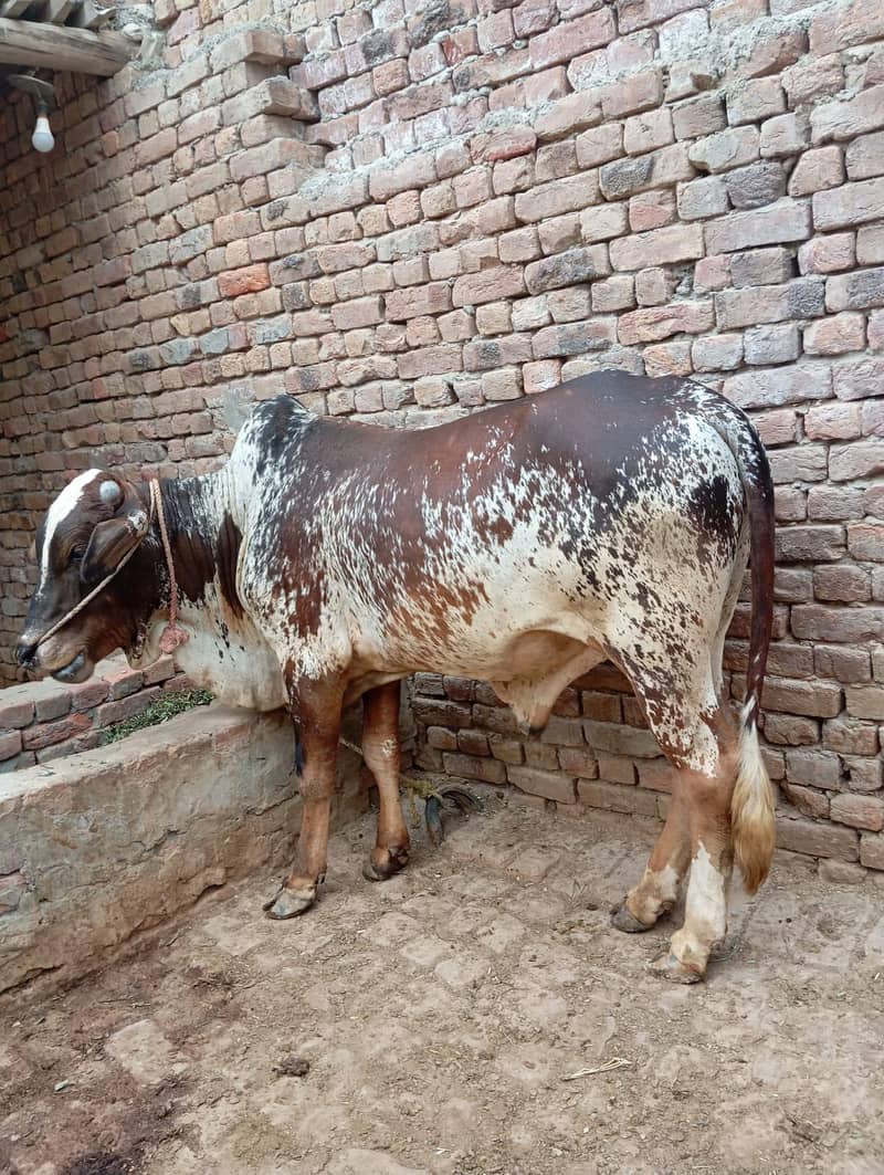 اچھا بیل 2
