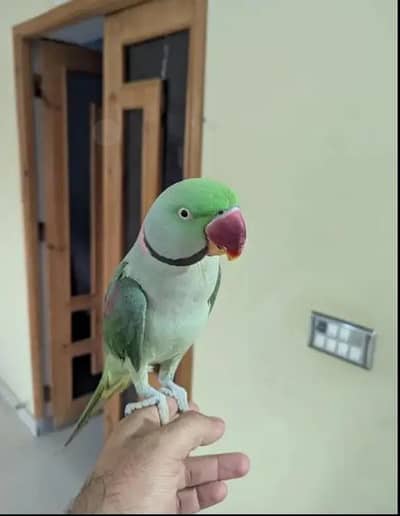 raw parrot Kashmiri 12 month voice train
