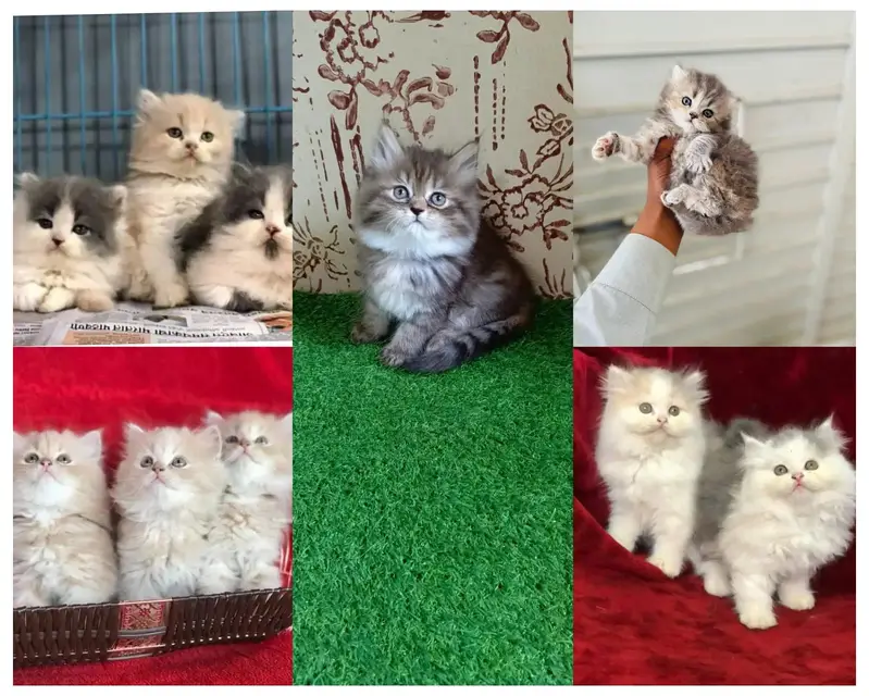 Persian Kittens | Cat | White Persian Cat | Pure Persian kitten | FSD
