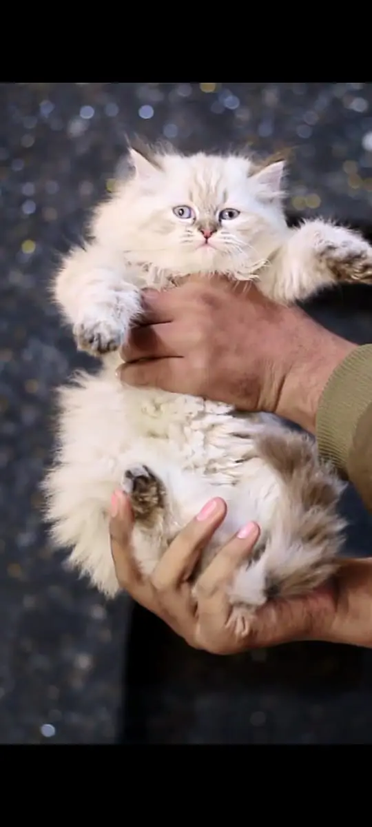 Persian Kittens | Cat | White Persian Cat | Pure Persian kitten | FSD — photo 2