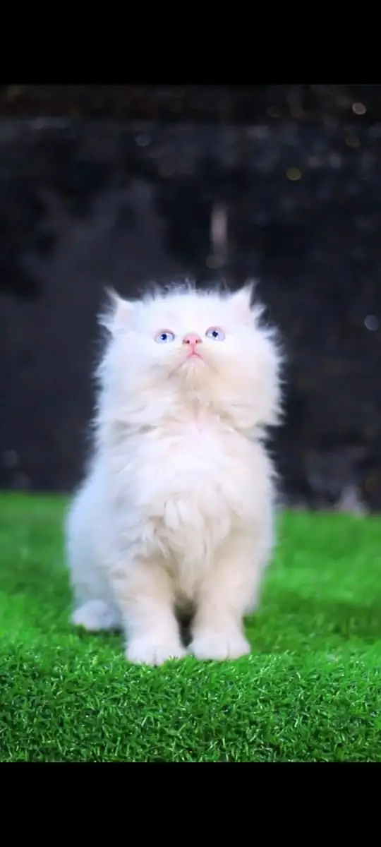 Persian Kittens | Cat | White Persian Cat | Pure Persian kitten | FSD — photo 3