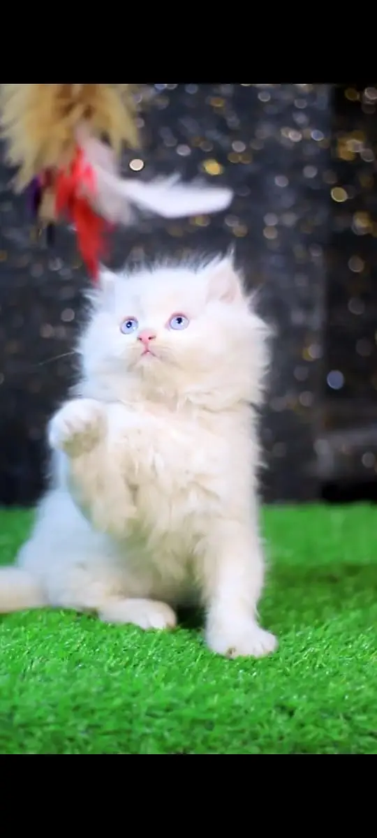 Persian Kittens | Cat | White Persian Cat | Pure Persian kitten | FSD — photo 5