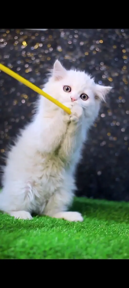 Persian Kittens | Cat | White Persian Cat | Pure Persian kitten | FSD — photo 8
