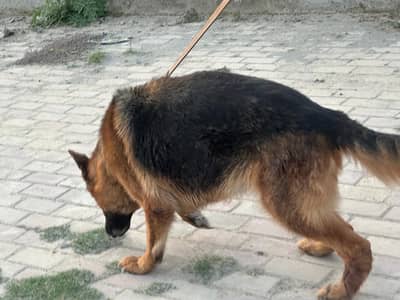 Female GSD healthy Active