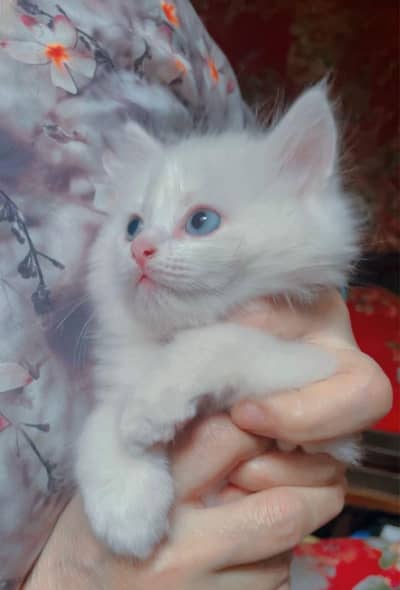 Persian male kitten odd eyes triple coated