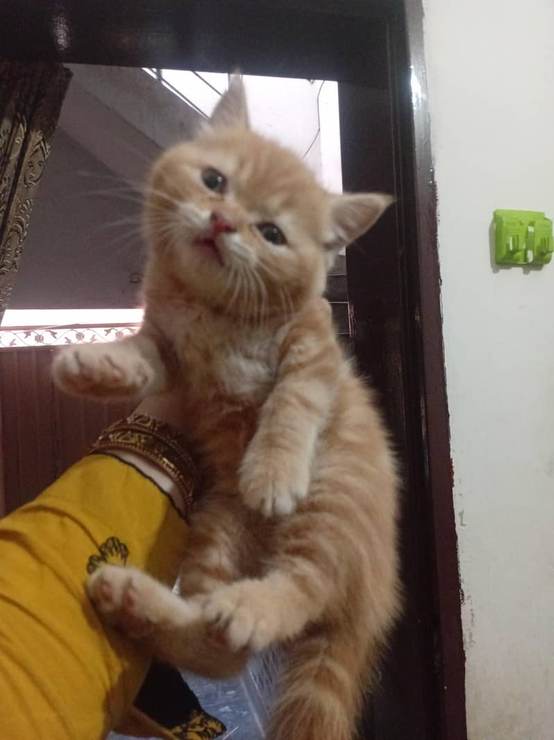 persain kitten 0